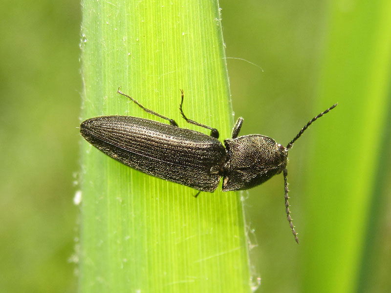 Elateridae da indentificare:  Cidnopus cfr. pilosus